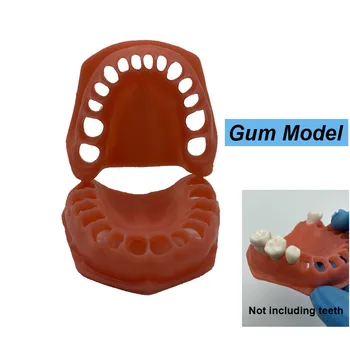 Dental Modelo de Goma Modelo Dentisit o Aprendizado do Estudante do Ensino Superior/inferior Simulado Gengivas