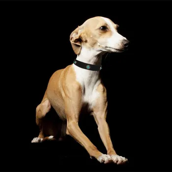 De Couro Feitos À Mão Coleira Do Cão Whybit Greyhound Colar De Cão Acessórios Para Passeio De Cães Coleiras Para Animais De Estimação Animais De Estimação Cachorro Acessórios